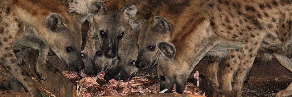 SpottedHyenas_6025 1.jpg